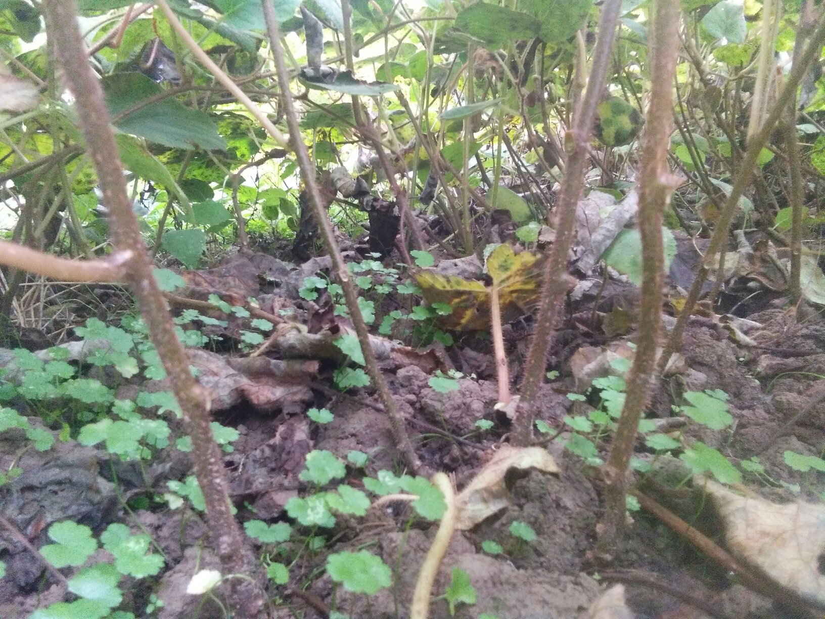 一株生长在山林中的毛花猕猴桃藤本植物,展示其带绒毛的叶片与茎干;旁边放置挖出的毛花猕猴桃根,根系粗壮,表皮呈灰褐色,有明显纵裂纹路,内部为淡黄色木质结构,配以标尺显示尺寸 毛花猕猴桃植株与根部特写