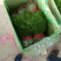 【荐】河北茴香苗大量上市质量好供应超市市场电商