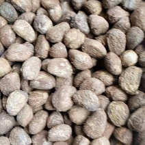 桐籽到货，需要的朋友看过来。