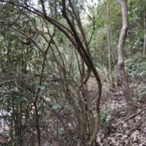 映山红，，红杜鹃原生态