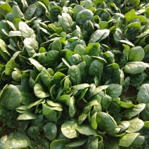 精品，波菜，两百亩精品菠菜专业种植菠菜基地