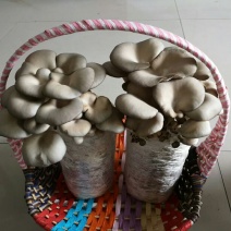 小叶平菇菌包