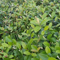 桃金娘苗棯子苗大量基地种植批发营养杯桃金娘苗