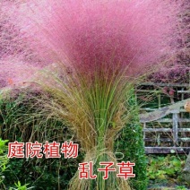 粉黛乱子草种子多年生观赏草特价毛芒乱子草粉米利草