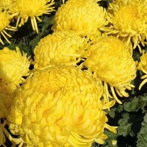 金丝皇菊苗，菊花苗，皇菊苗，