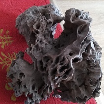 铁拐梨巜树种》