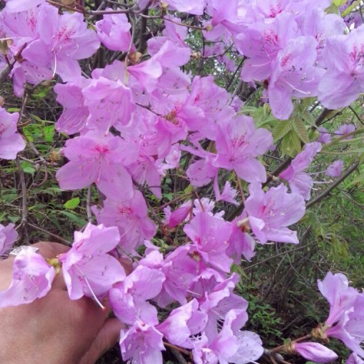 [杜鹃批发]映山红国旗红湖北襄阳玫红紫花杜鹃单杆丛生老桩盆景地景