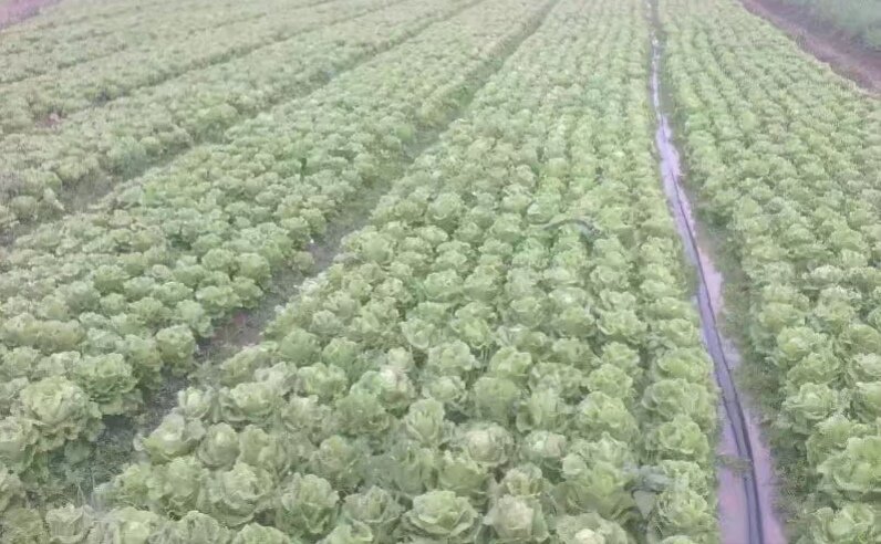 茼蒿田间种植图