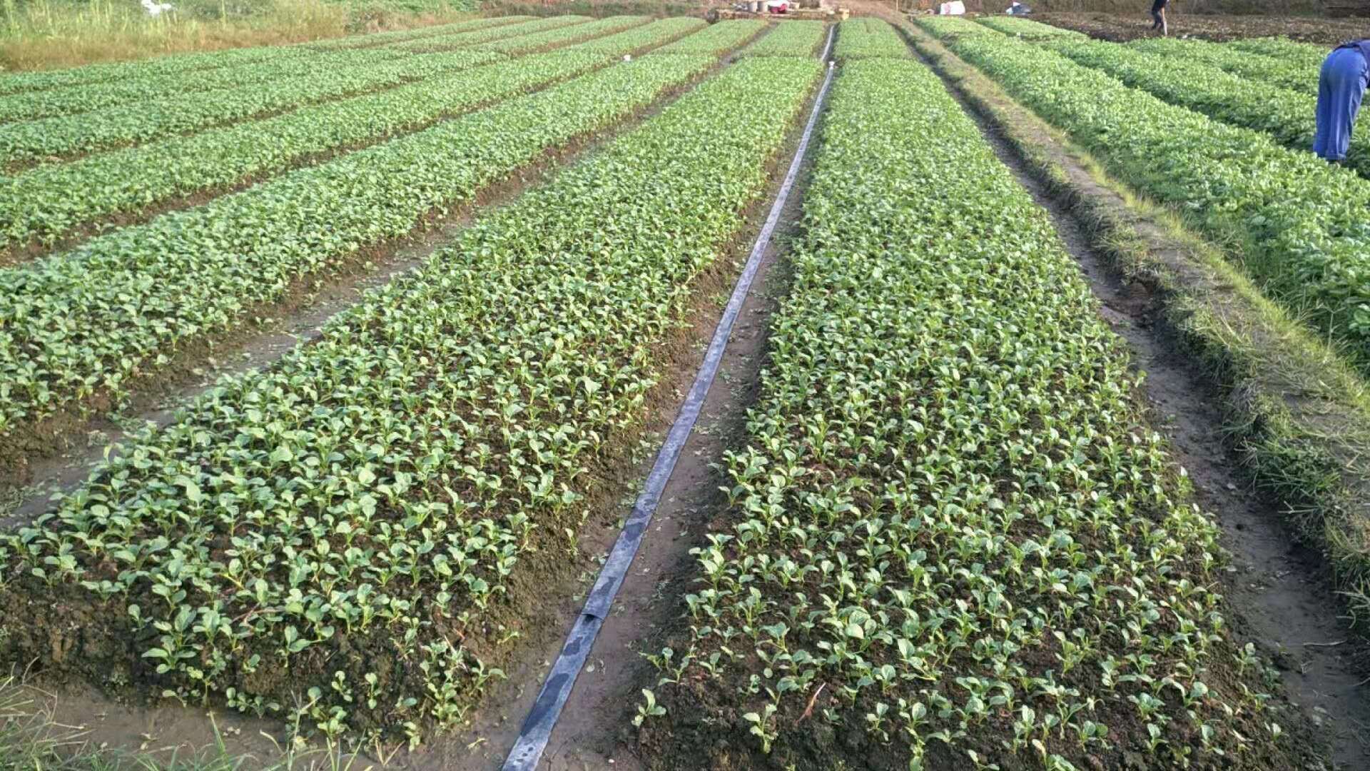 茼蒿田间整齐收割场景