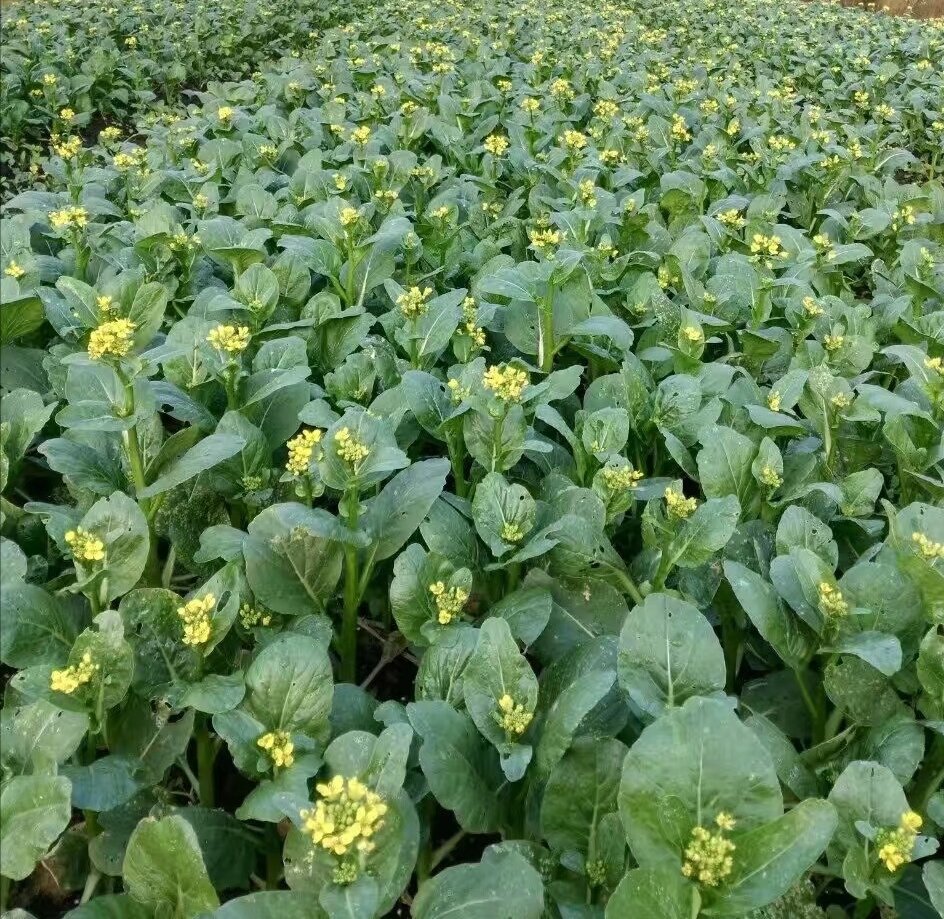 茼蒿菜在田野中生长,绿色叶片茂盛,阳光洒落 茼蒿菜田间生长实景图