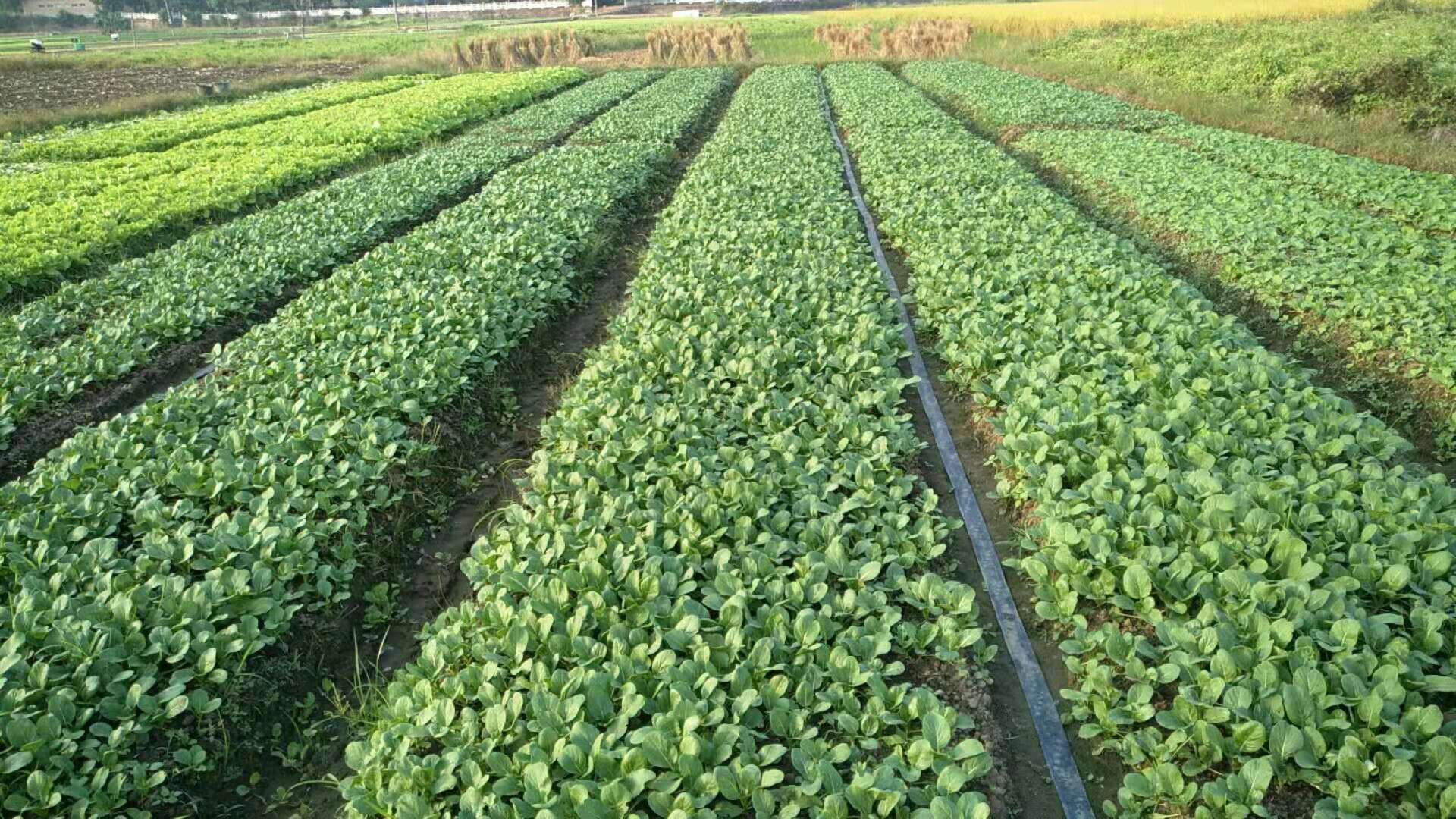小叶茼蒿在田间种植场景