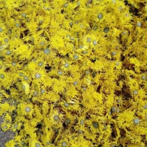 金丝皇菊