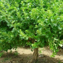 四季金银花树