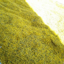 野菊米野菊花