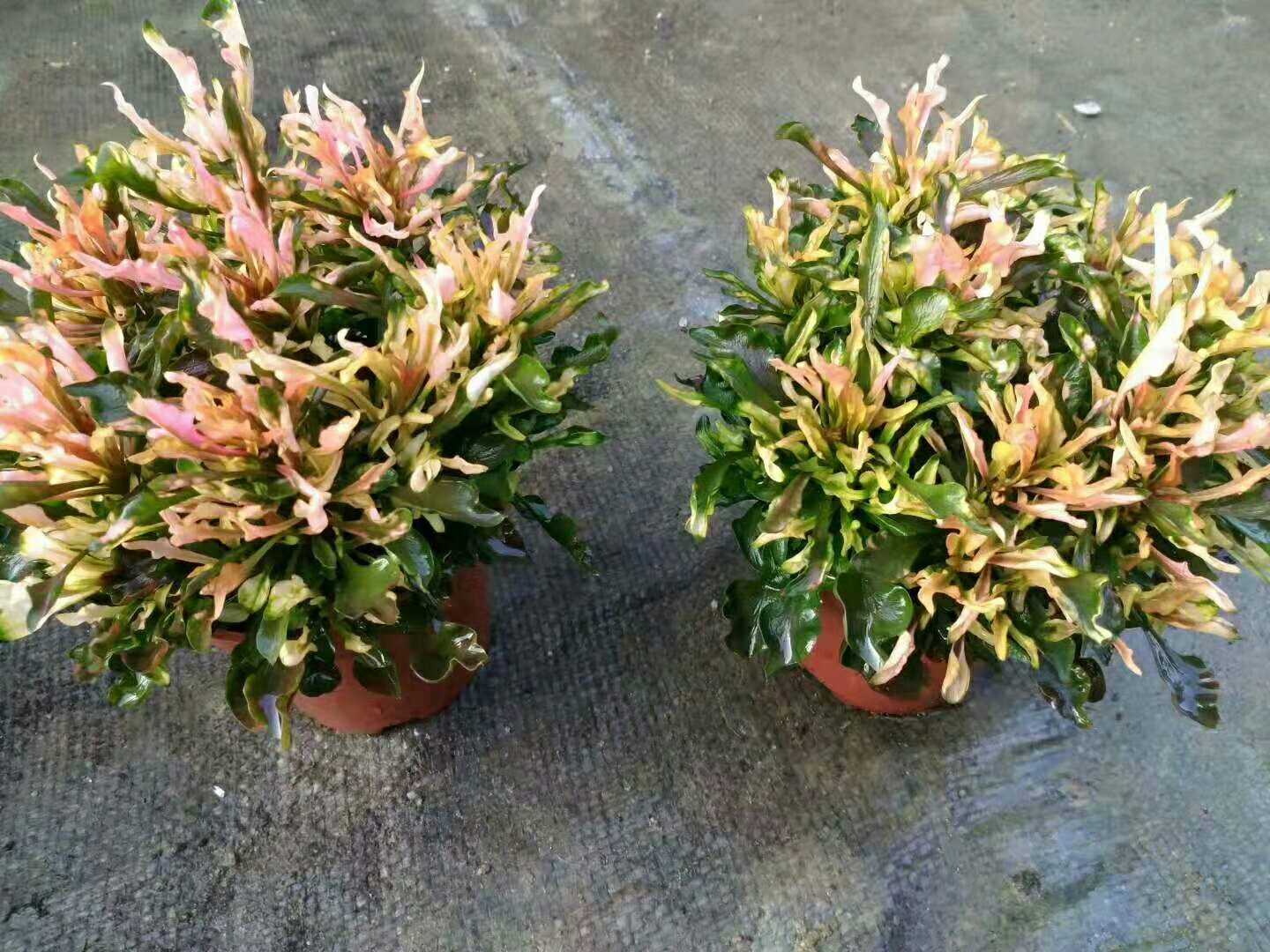 八角金盘在阳台上的盆栽展示