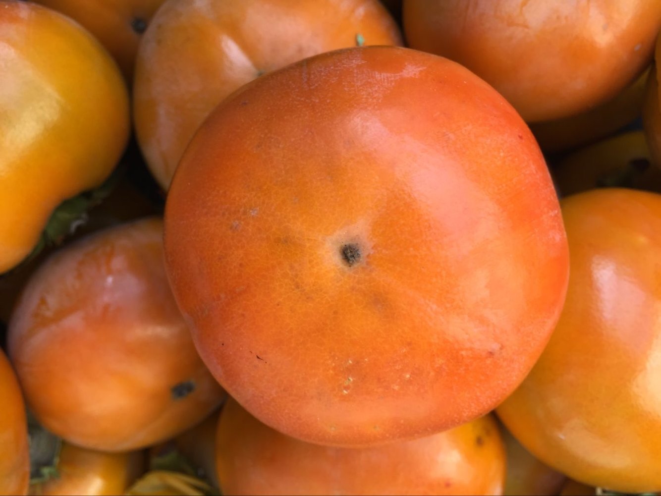 春桃柿子果实特写