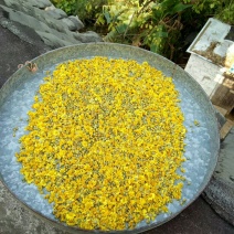野菊花