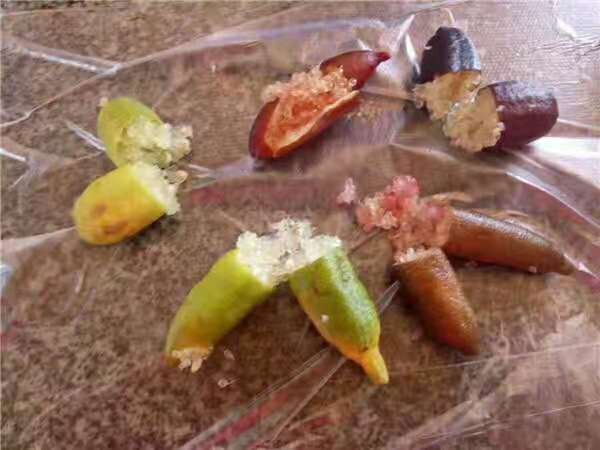 图片说明:黄柠檬与青柠檬果肉质地对比,展示果肉纤维与汁液差异 黄柠檬与青柠檬果肉质地对比图