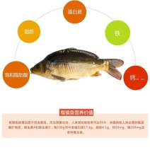 框鏡鲤鱼