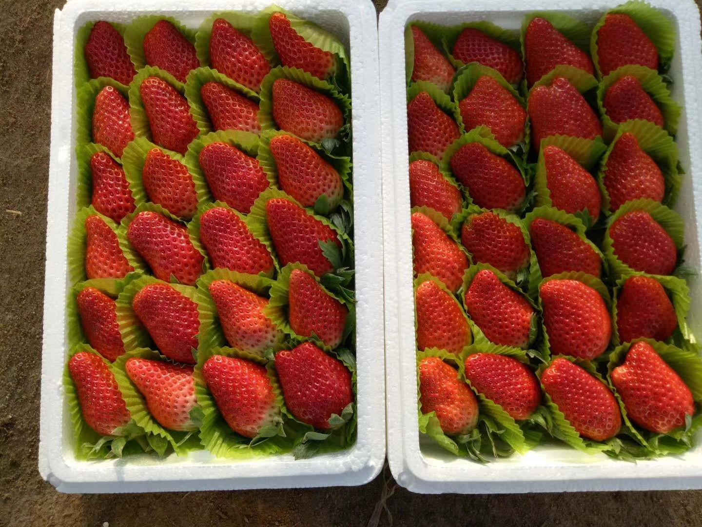 甜宝草莓与香野草莓市场零售场景对比