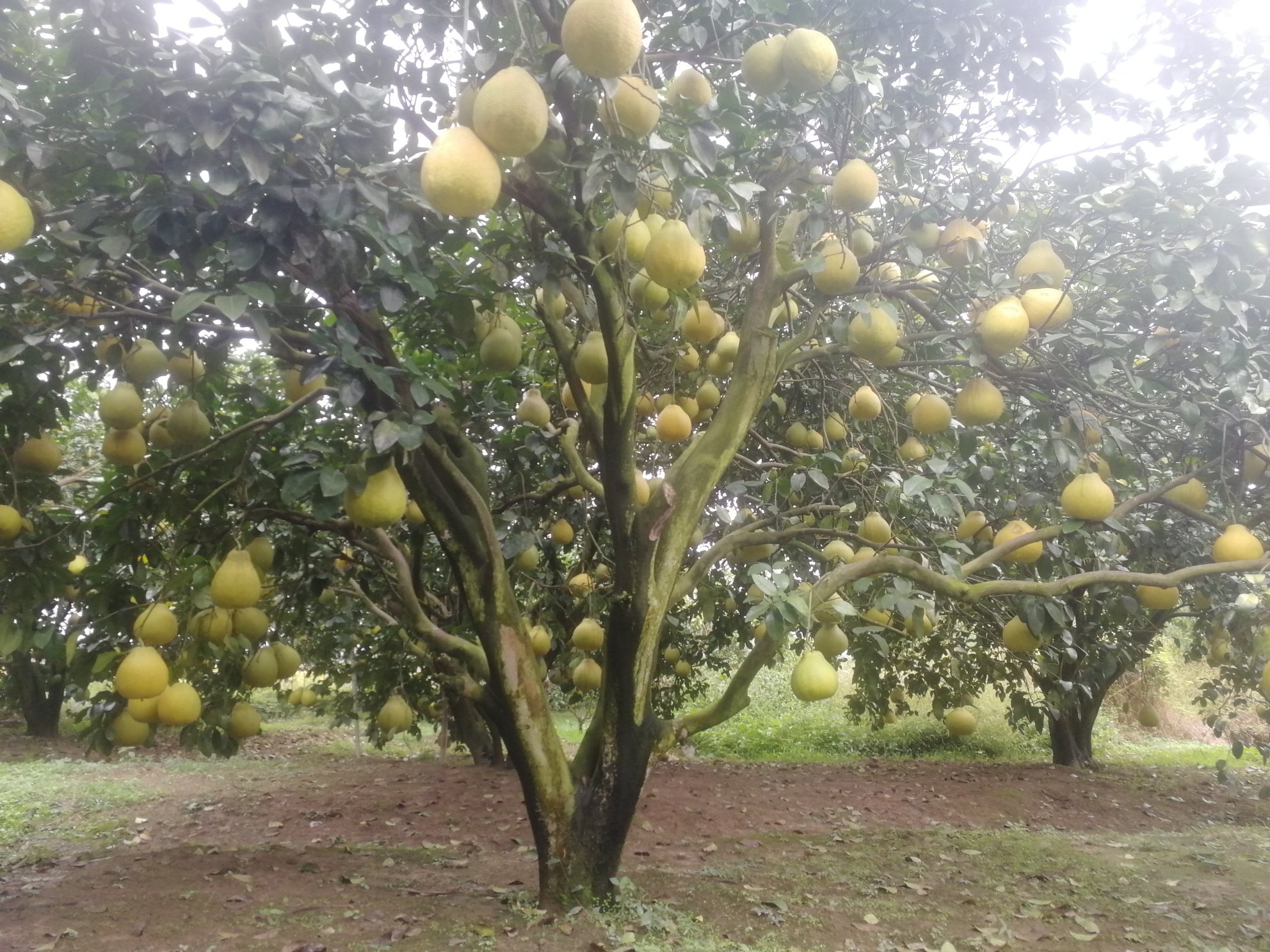 沙田柚果园实景图展示成熟果实挂满枝头的丰收景象 沙田柚果园实景图