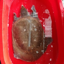 鳖王万年王八