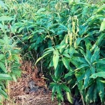 台农芒果苗，品种纯正，价格实惠
