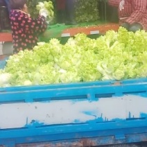 儿菜