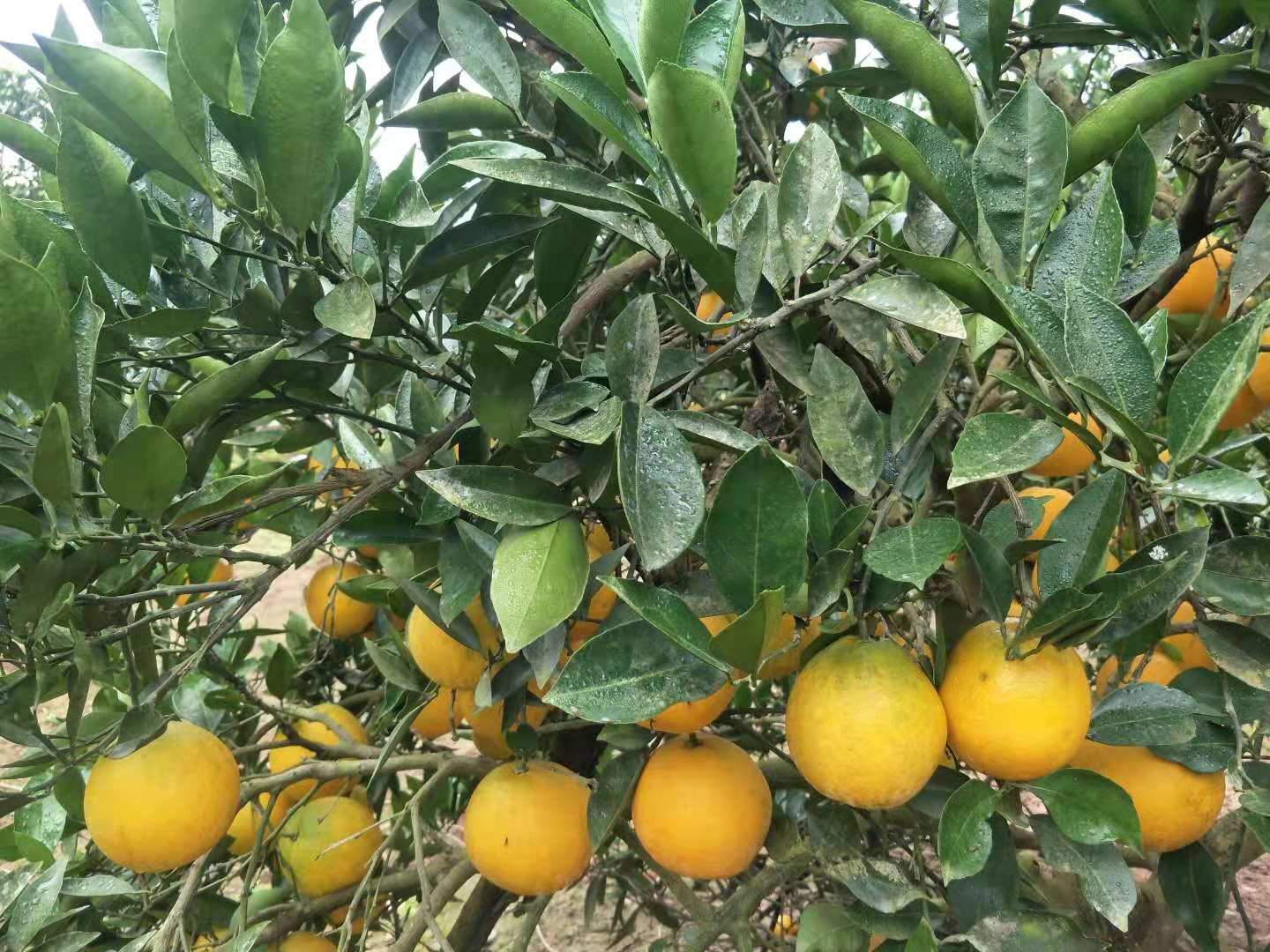 大木姜子树