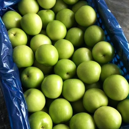 试试搜这些少量上市中云南苹果枣牛奶枣新鲜采摘支持一件代发批发团购