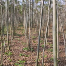 栾树2万棵