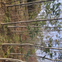 栾树