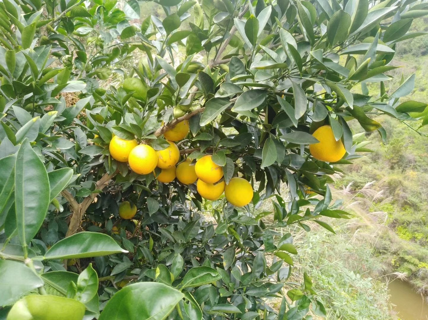 红心脐橙树上黄绿果并存实景