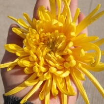 金丝皇菊花茶
