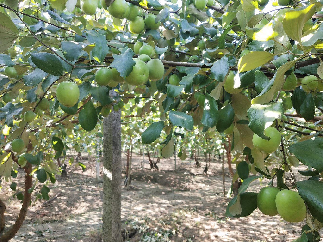 一片绿意盎然的冬枣果园,树上挂满了青中带红的小果子,部分果实已开始转色,显示为早熟阶段的冬枣;园中有农民正在检查果树生长情况,背景为夏季晴朗天空 早熟冬枣果园实景