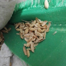 砻糠，米糠