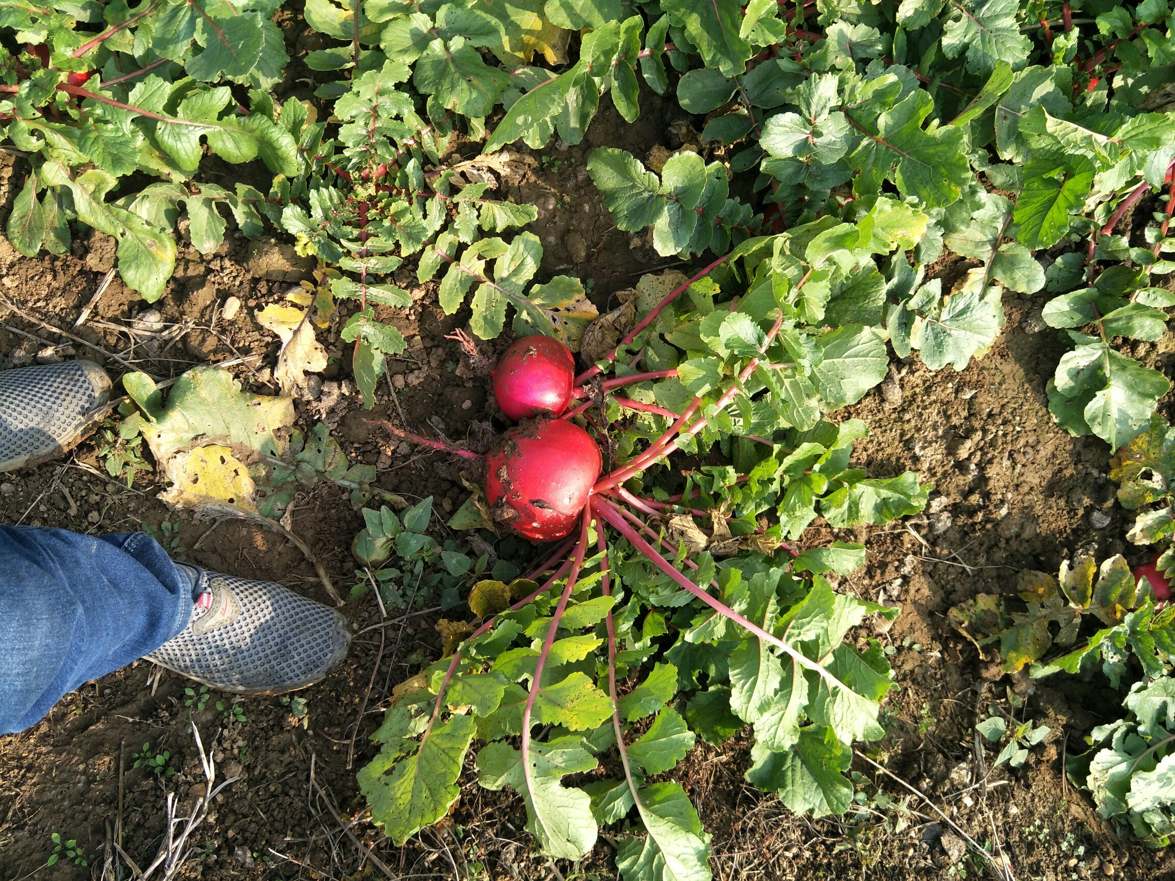 红心萝卜在田间生长良好,叶片茂盛,根部饱满,展现出优质农产品的自然状态 红心萝卜种植田间实景