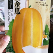 黄金甜瓜种子表皮金黄口感好甜度高果实均匀耐储运条纹瓜