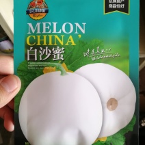 【精选】白沙蜜甜瓜种子小型甜瓜种子口感香甜味道好