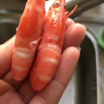 北极熊北极虾