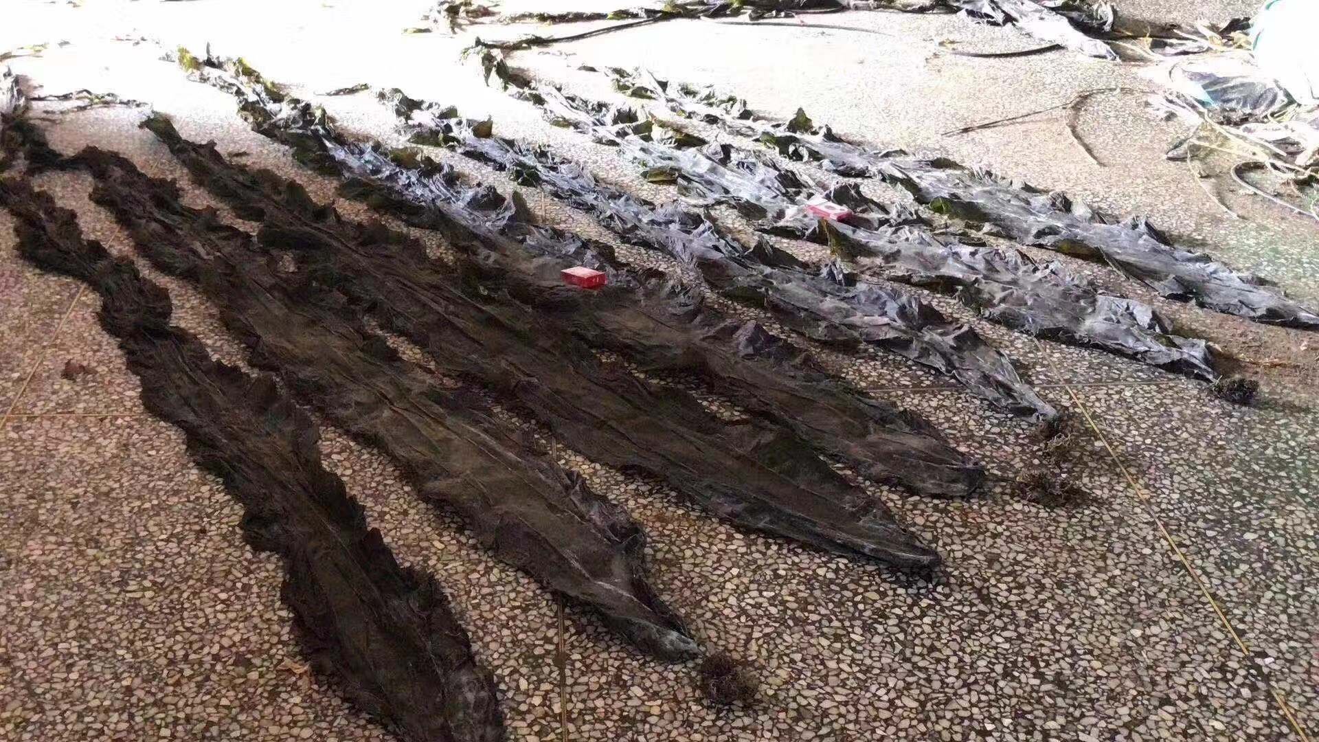 优质干海带特写