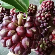 黑老虎（布福娜）苗