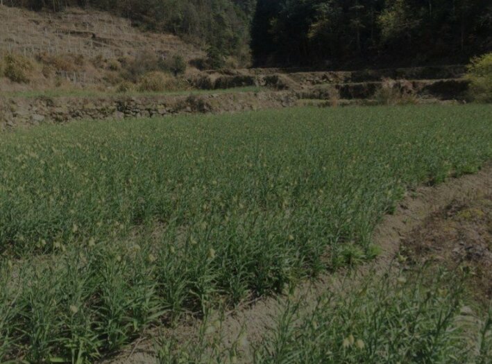 一片整齐的浙贝母种植基地,春季开花期,植株呈绿色,花朵下垂呈钟形,紫色斑点明显;背景为浙江丘陵地貌,农民正在田间进行病虫害巡查,土壤湿润,排水沟清晰可见 浙贝母田间生长实景图