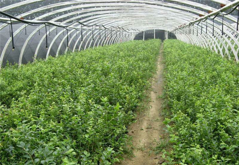 蓝眼雏菊在温室中规模化育苗场景