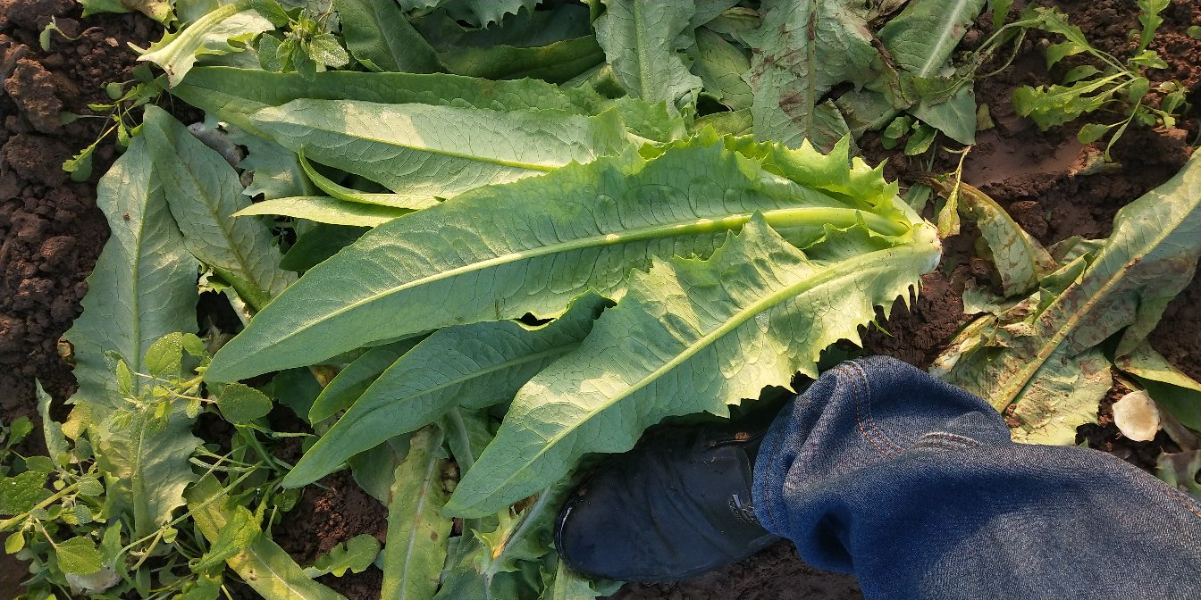 油菜播种与出苗场景