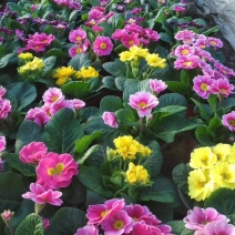 山东青州大量冬季抗冻草花报春花上市