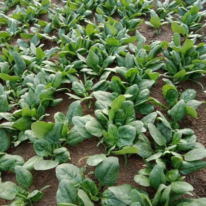 沽源县大叶菠菜产地行情