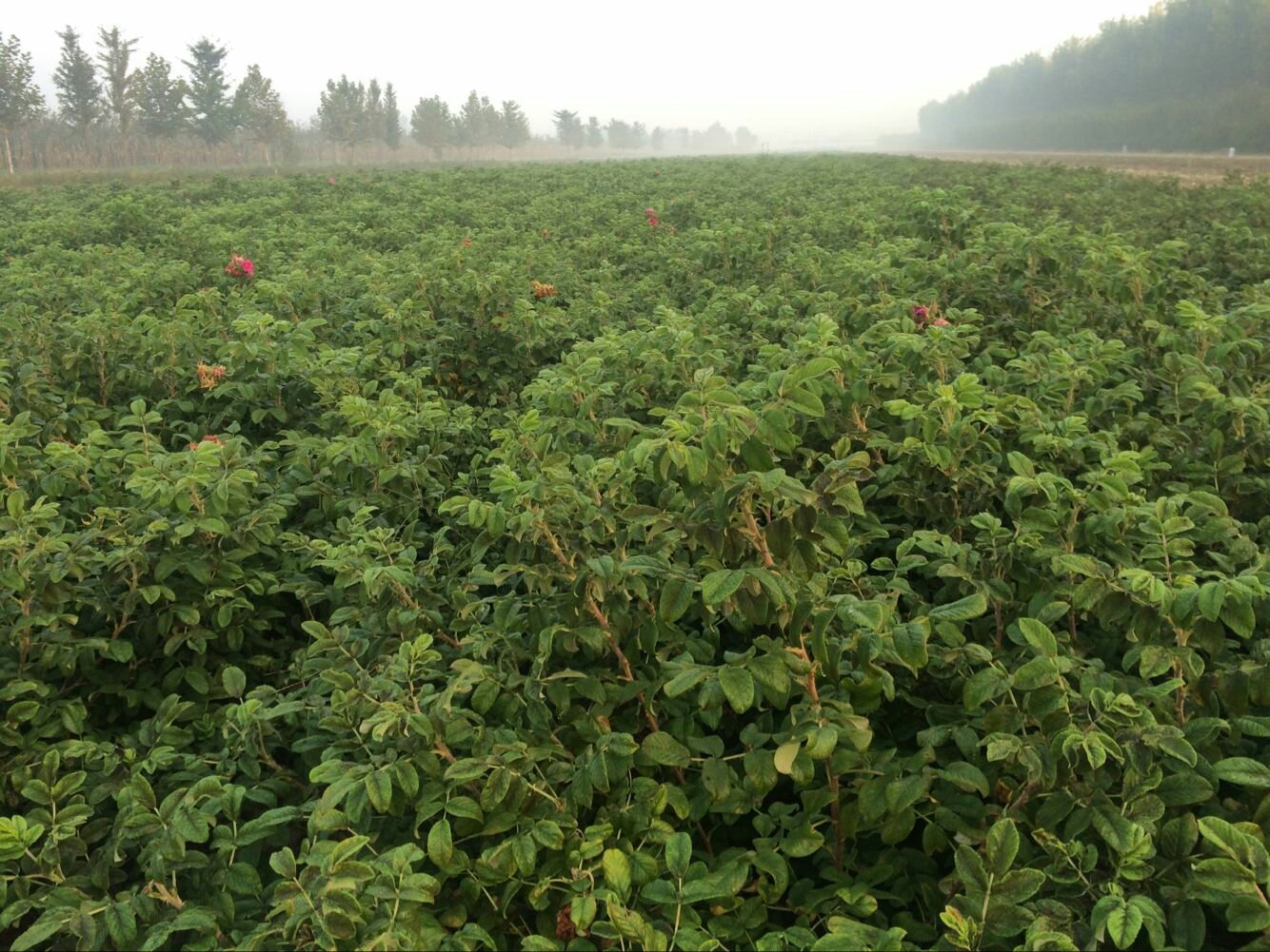 四时玫瑰采摘现场