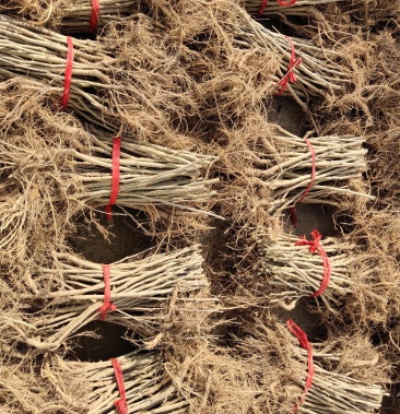 [桑树苗批发]711桑树嫁接苗,养蚕桑树苗当年种植当年养蚕(包邮发货)