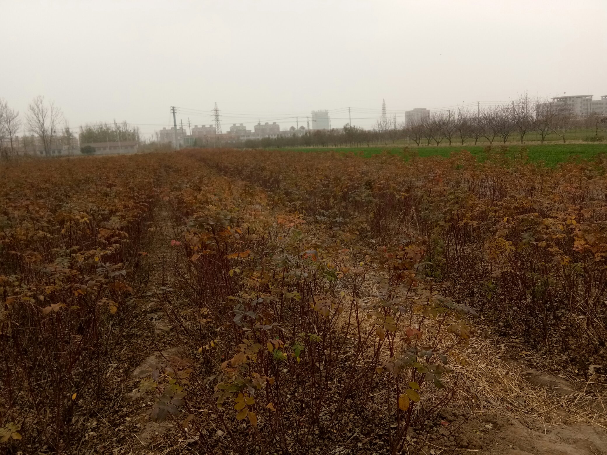 展示冬季覆盖稻草和塑料布的四季玫瑰种植区域,背景为北方冬季农田 四季玫瑰冬季覆盖保温措施
